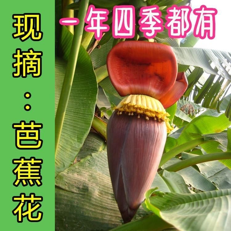新鲜野生芭蕉花蕾土特产米蕉花芭香蕉