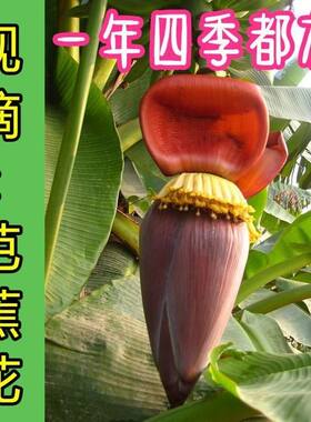 新鲜野生芭蕉花蕾土特产米蕉花芭蕉花新鲜香蕉花云南可食用鲜花
