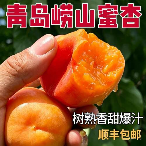 顺丰包邮山东青岛杏子新鲜水果