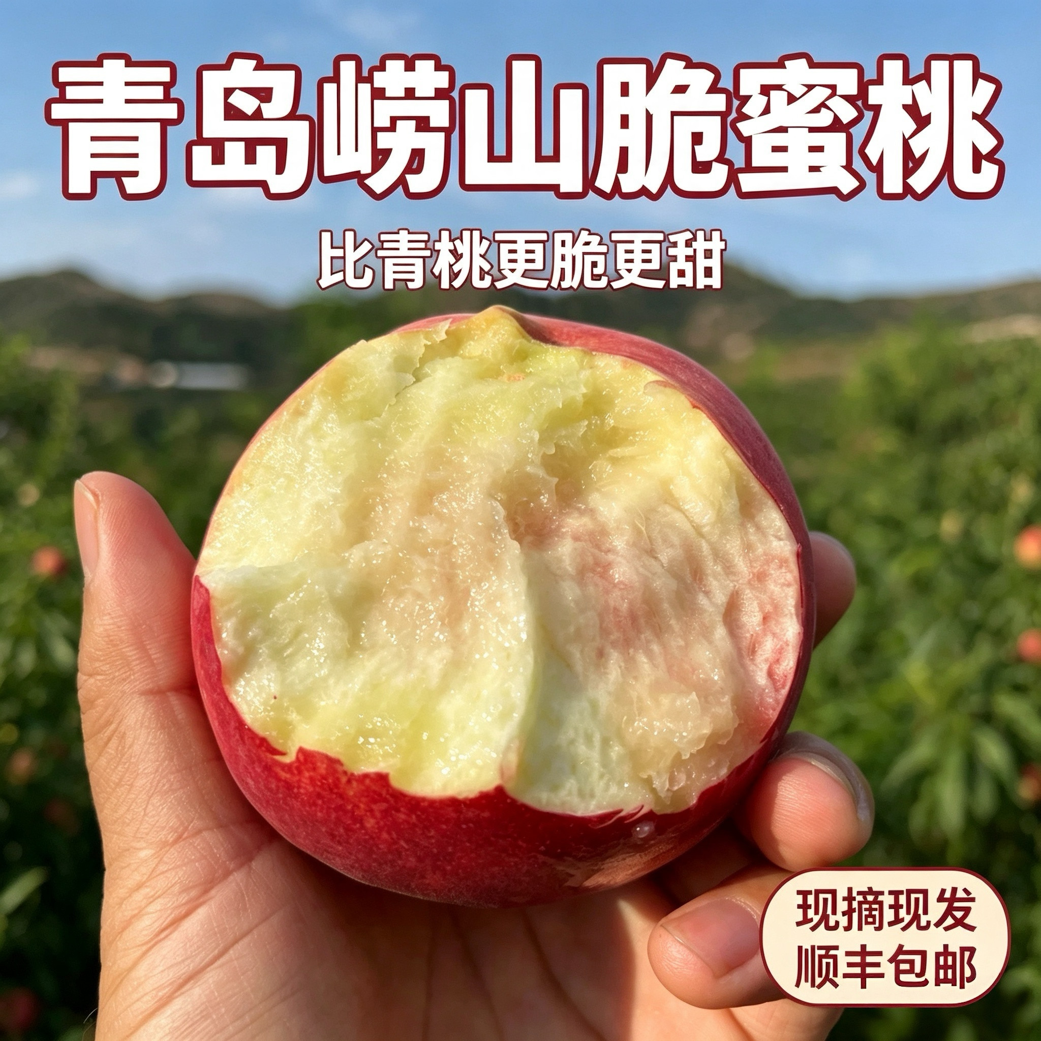 现摘青岛寒露蜜桃子脆甜顺丰包邮