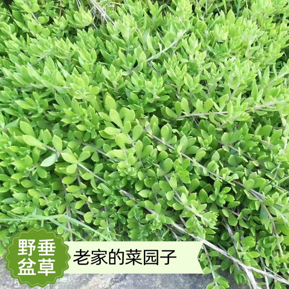 正宗湖南垂盆草苗可食用吊兰垂盆草阳台盆栽花卉绿植四季常青