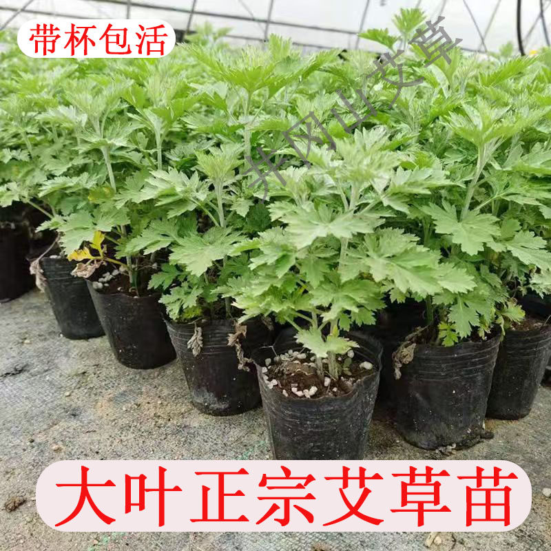 艾草种苗正宗大叶蕲艾苗子药用食用艾苗包活阳台绿植艾叶苗包活