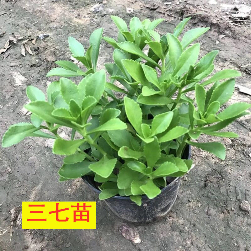 费菜高钙菜景天三七种苗植物盆栽桌面绿植