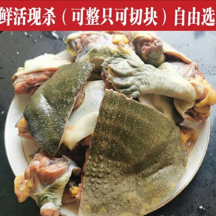 ［微山湖外塘甲鱼］生态老鳖中华鳖团鱼水鱼王八外塘外塘野养食用,水产肉类/新鲜蔬果/熟食,甲鱼,淘宝优惠券,粉丝福利购,淘宝优惠卷