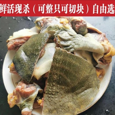 ［微山湖外塘甲鱼］生态老鳖中华鳖团鱼水鱼王八外塘外塘野养食用