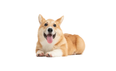 宠物周边