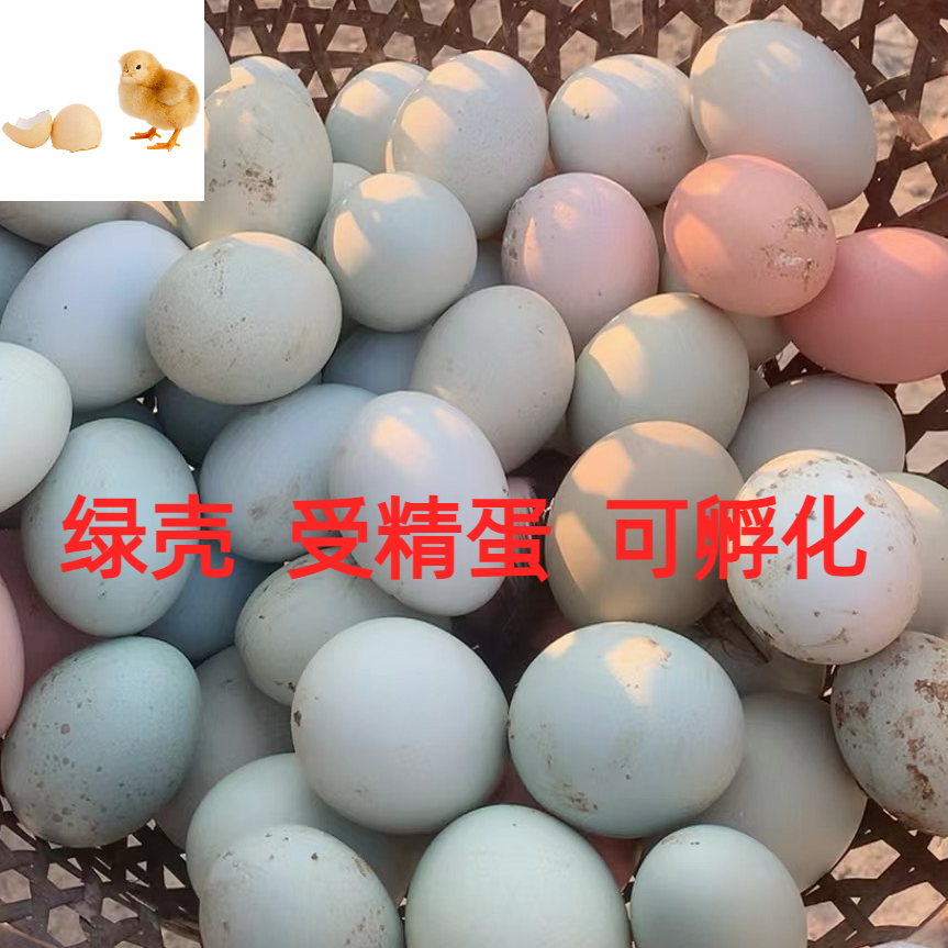 绿壳种蛋土鸡蛋受精蛋可孵化蛋苏北土鸡黄羽绿壳包邮,水产肉类/新鲜蔬果/熟食,鸡蛋,淘宝优惠券,粉丝福利购,淘宝优惠卷