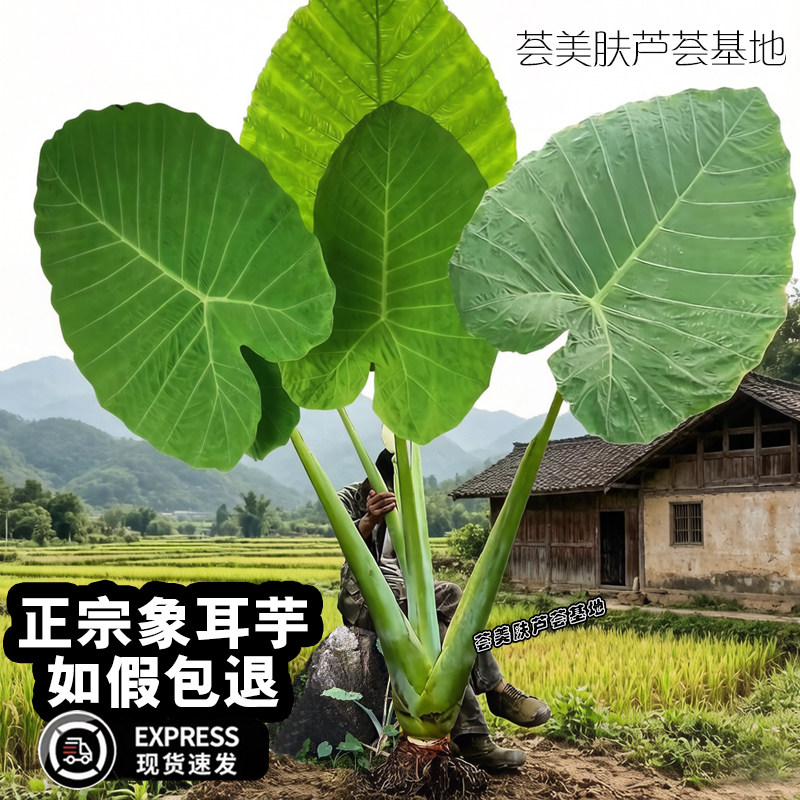 巨型象耳芋超大号大叶象耳芋盆栽民宿酒店庭院象耳芋老桩绿植