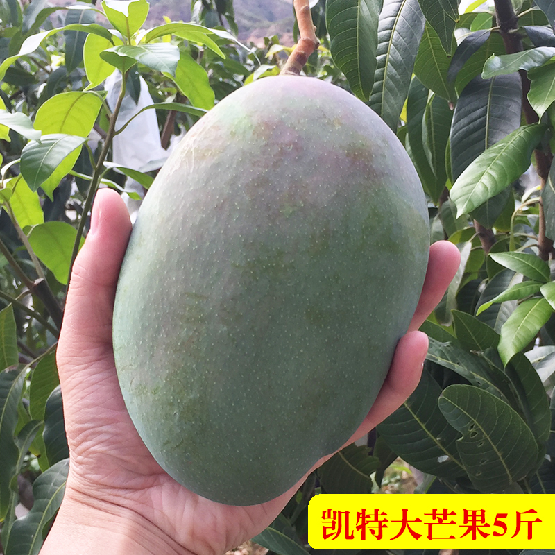 攀枝花芒果凯特大芒果水果批发包邮四川新鲜大青芒果当季整箱5斤