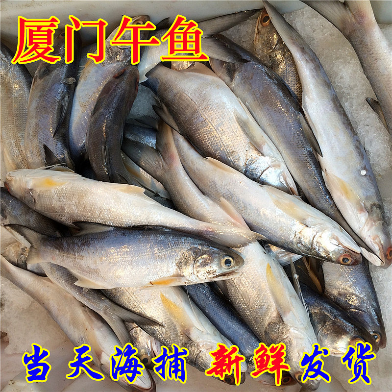 新鲜午鱼一斤新鲜马友鱼 活冻午鱼 马友鱼 午笋鱼厦门海鲜