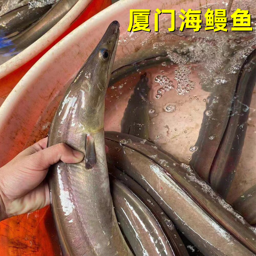 鲜活海鳗鱼当天捕捞白鳗整条切段海鲜水产大海鳗深海大白鳗烤鳗鱼