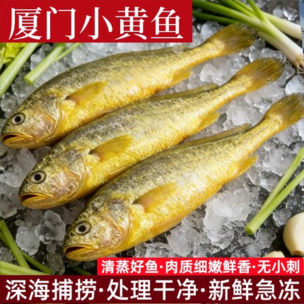 新鲜小黄鱼一斤深海捕捞小黄鱼黄花鱼黄瓜鱼梅鱼厦门海鲜清蒸海鱼