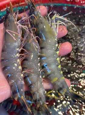 海鲜黑虎虾个头大肉鲜甜