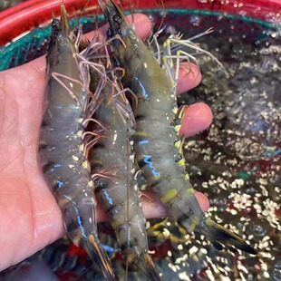 鲜活海虾海捕黑虎虾1斤活冻新鲜对虾明虾青虾草虾鲜活水产大对虾