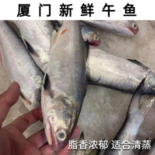 厦门海鲜新鲜午鱼一斤新鲜马友鱼 活冻午鱼 马友鱼午笋鱼清蒸海鱼
