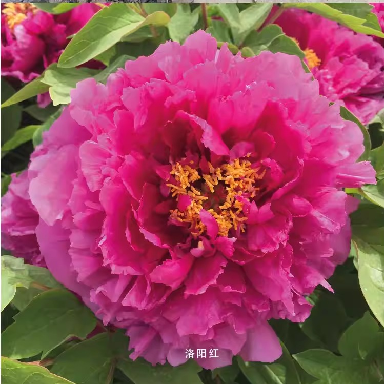 洛阳红品种重瓣观赏品种保证对版地栽庭院植物秋季落叶基地发包邮