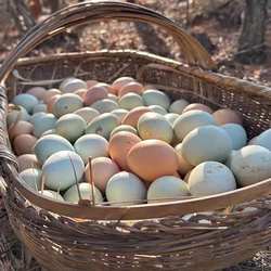 大别山散养土鸡蛋麻城绿壳鸡蛋山林跑山鸡土鸡蛋湖北麻城特产