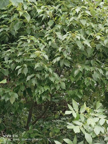 香樟树树梢 香樟树叶  新鲜香樟树枝叶25一斤付款后山上采摘