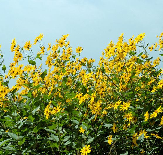 1份1棵 洋姜黄花洋姜花黄花 洋姜 春夏发苗 秋冬发种球