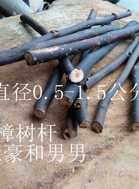 香樟小树枝真香樟树枝香