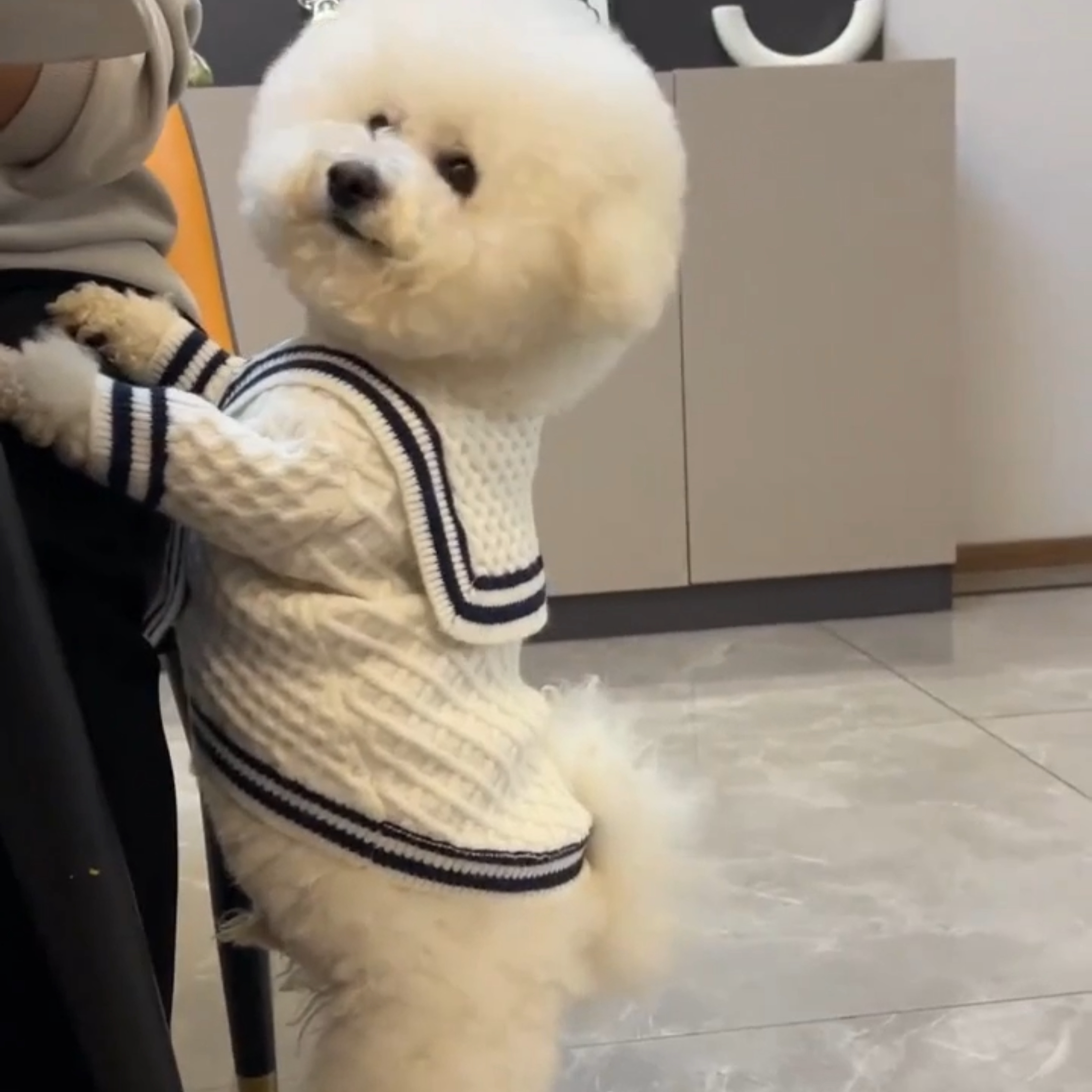 狗狗秋冬针织衣服海军领比熊泰迪小型犬雪纳瑞猫咪防寒宠物装