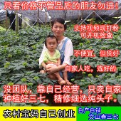 包邮 云南文山农家特级春三七头20头 30头滑头田七500克 可代磨37粉