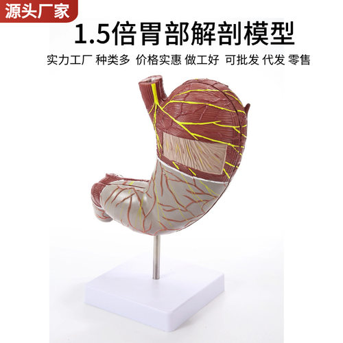 放大胃解剖结构模型自然大胃模型人体消化系统器官医学解剖模型