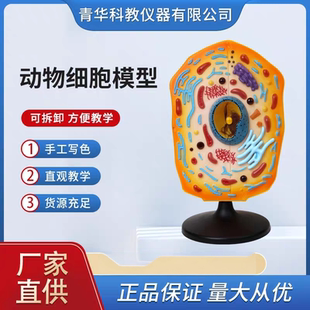 青华QH3216-1动物细胞模型 中学生物细胞解剖教学器材 科教仪器