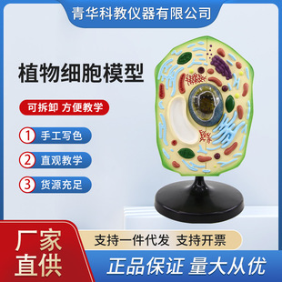 青华植物细胞模型生物教学放大解剖植物模型细胞实验医学科教仪器