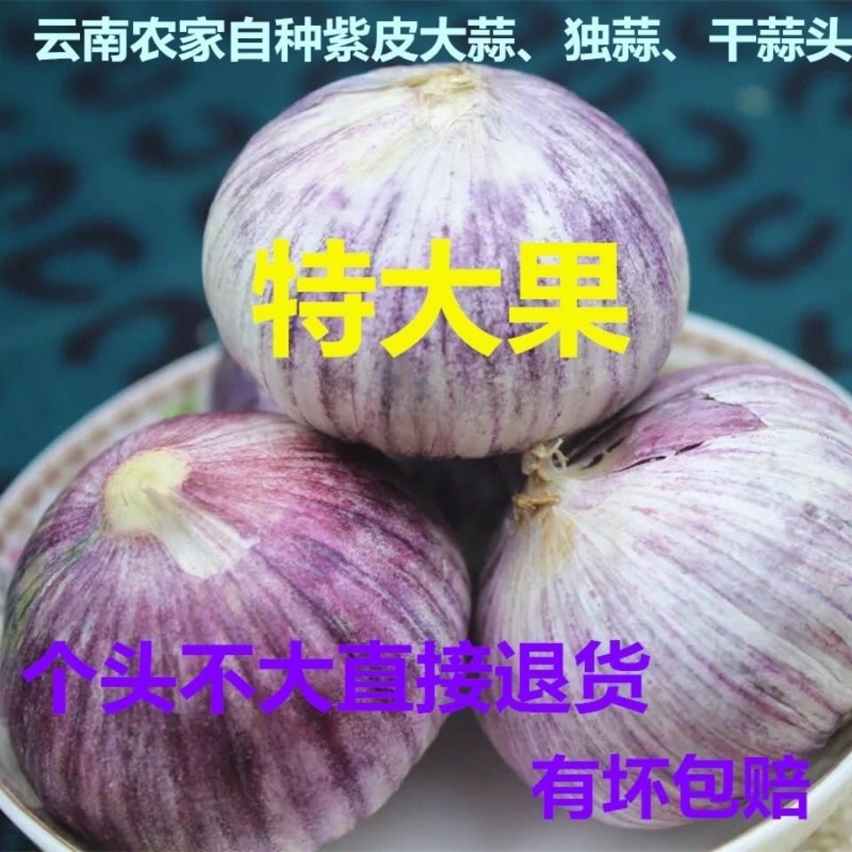 云南紫皮大蒜10斤包邮独头蒜白族农家自种新鲜蔬菜红皮干蒜糖醋蒜
