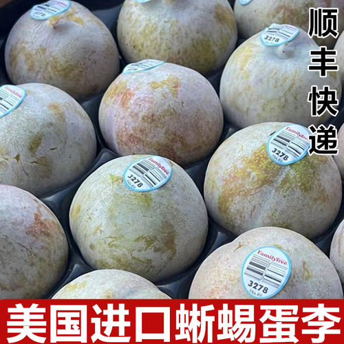 蜥蜴蛋李子李子美国甜蜜多汁