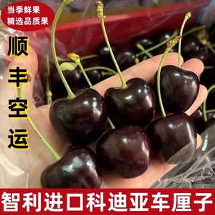 智利科迪亚KORDIA车厘子进口大樱桃黑车JJ级新鲜水果顺丰空运包邮