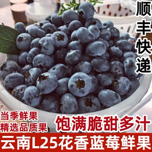 云南玉龙雪山蓝莓鲜果当季新鲜脆甜蓝莓鲜果125g/盒顺丰快递