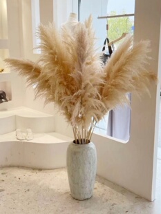 天然芦苇干花网红真花花束客厅摆设蒲苇鲜花装饰阳台摆件ins彷真