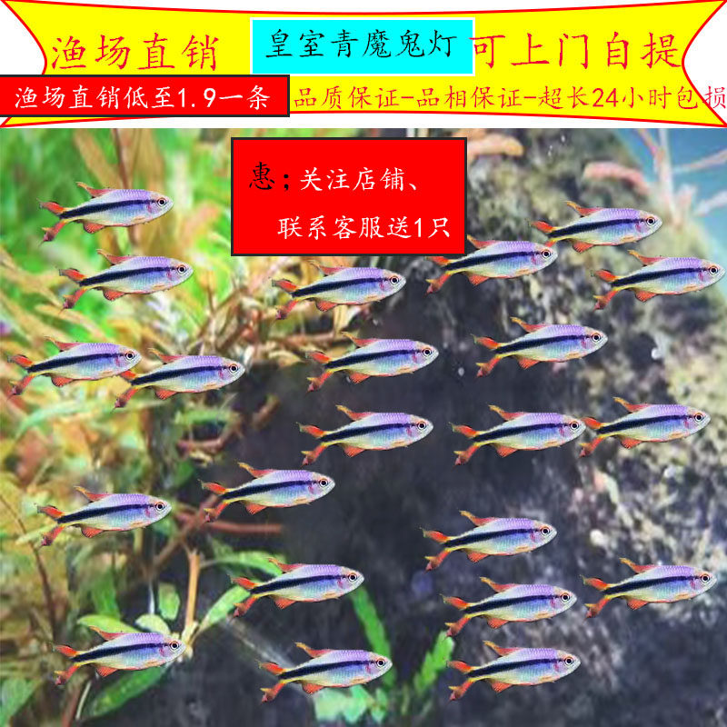 皇室青魔鬼灯鱼 皇室青直售 小型热带高端草缸群游淡水活体观赏鱼