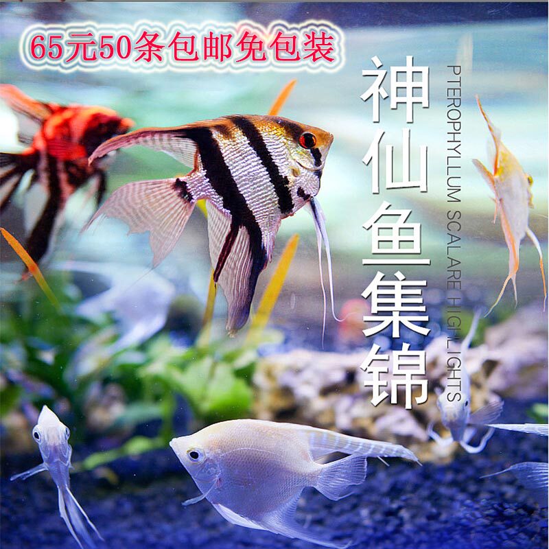 七彩神仙燕鱼秘鲁熊猫雪燕蓝魔云石热带活体观赏鱼淡水草缸混养鱼