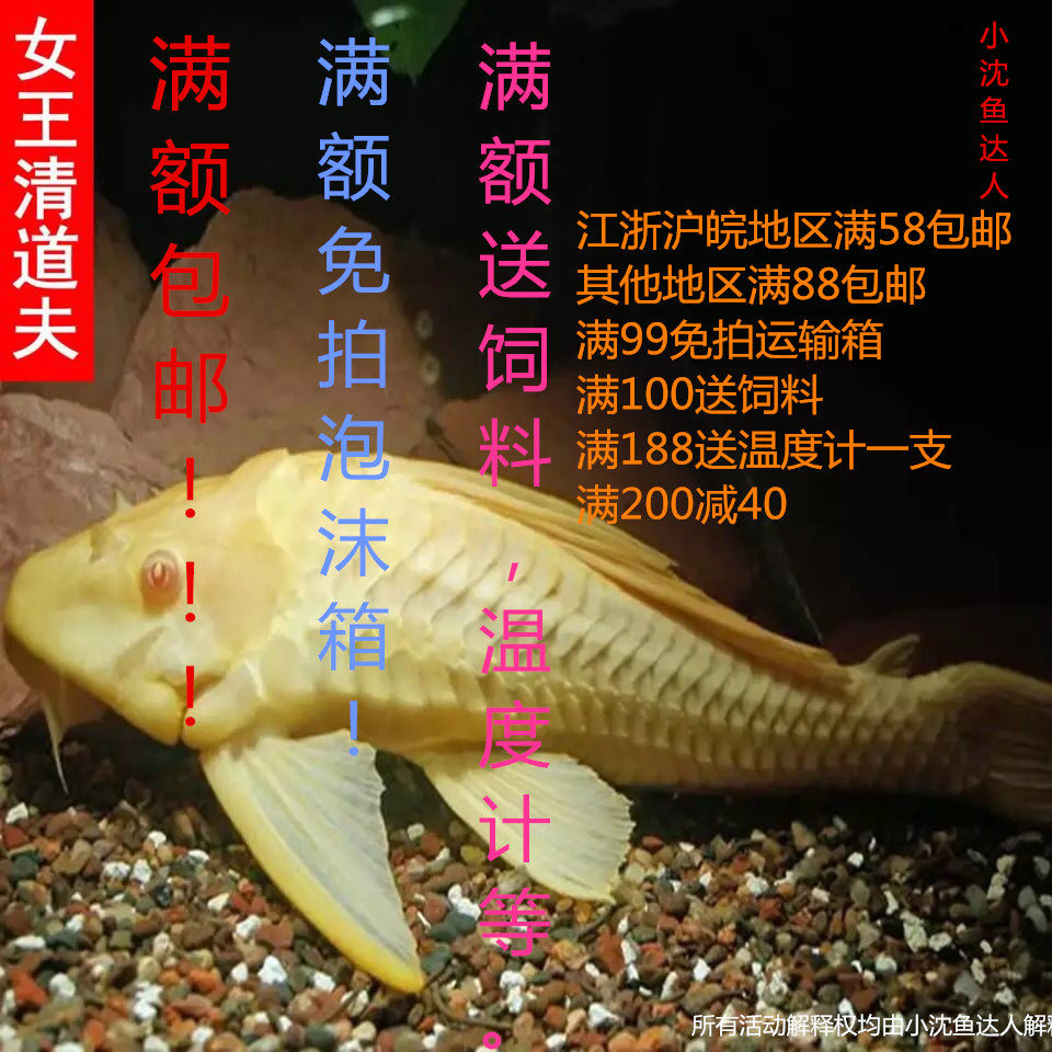 黑黄清道夫女王清道夫热带活体清理鱼缸壁小能手