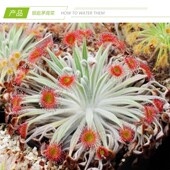 可暴晒食虫植物雨林缸造景 北领地茅膏菜耐高温夏季 银匙茅膏菜