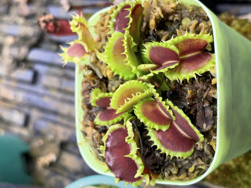 【饺子捕蝇草】捕蝇草食虫草食人花绿植雨林缸造景食虫植物