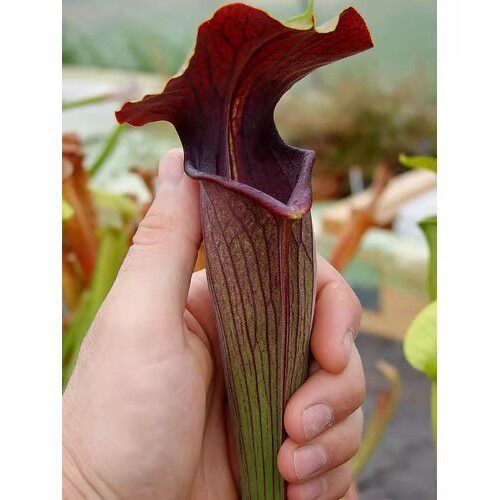 食虫植物黑管翼状瓶子草