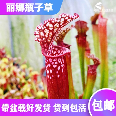 丽娜瓶子草2019年选育新品种