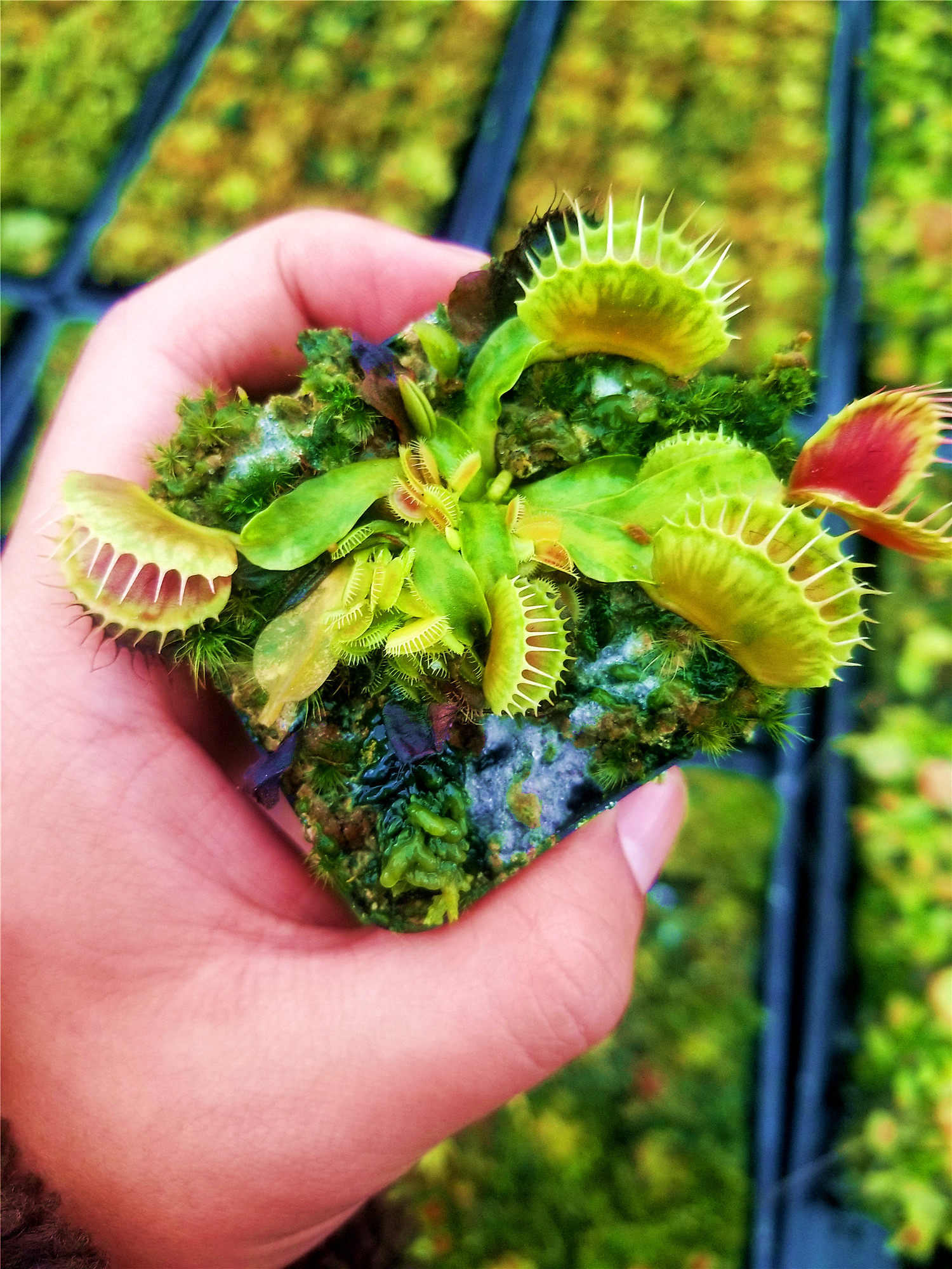 三文鱼捕蝇草【高端进口食虫植物白化缺色】阳台绿植