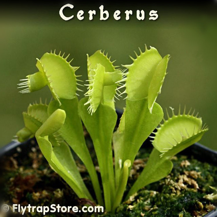 【三头犬捕蝇草】食虫植物食人花驱蚊防虫种好发货包邮