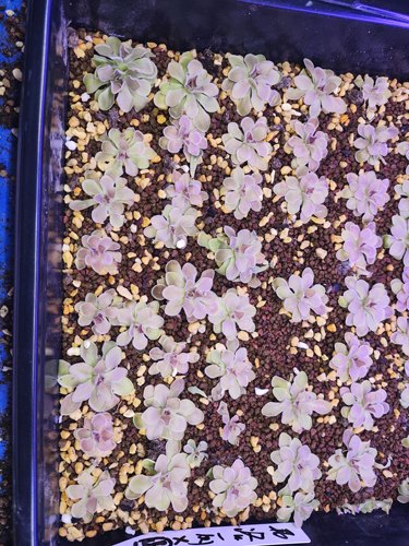 弗洛丽x圆切捕虫堇 小型盆栽造景食虫植物桌面驱蚊草
