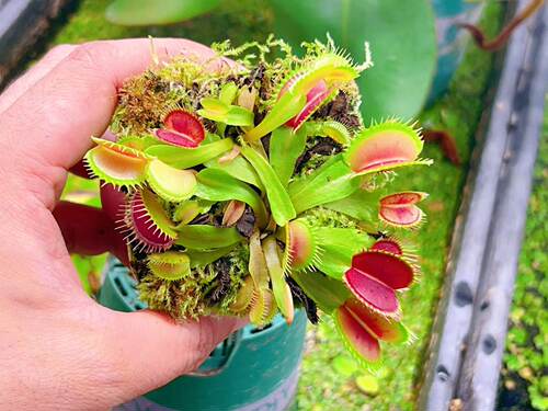狼人×B52捕蝇草盆栽食虫植物猪笼草儿童节礼物室内小绿植驱蚊