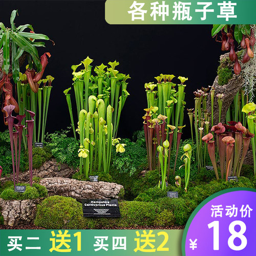 多种瓶子草食虫草组合盆栽捕蝇草