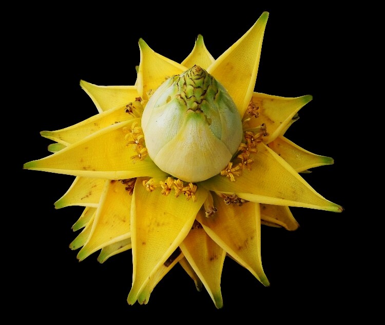 【地涌金莲】千叶佛莲宝莲灯千瓣莲花趣味绿植包邮