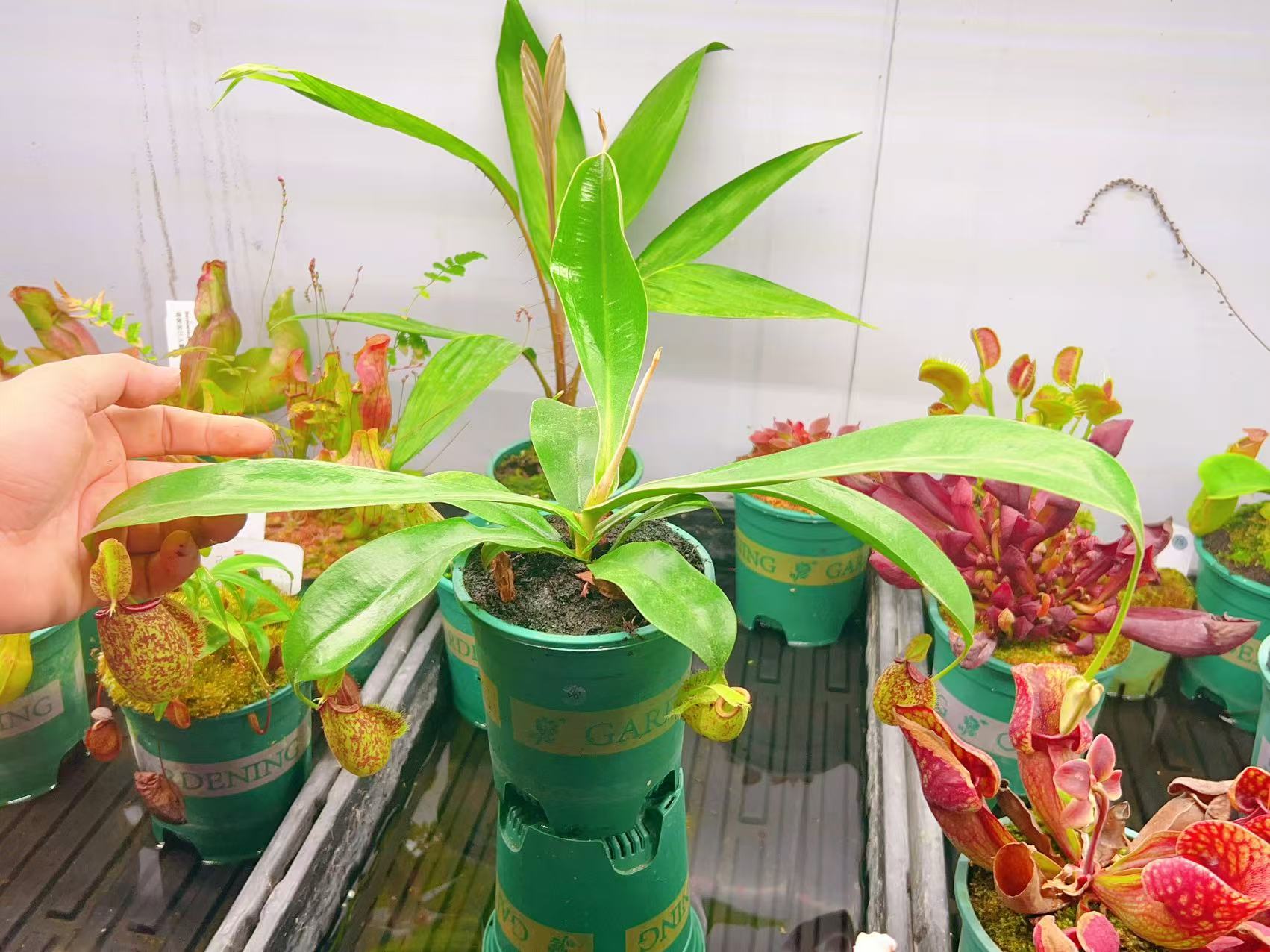 虎克猪笼草大苗带盆发货 -食虫植物捕蝇草高端食虫植物大型盆栽图片