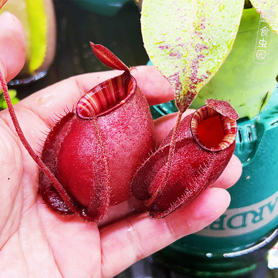 海盗黑月阳台窗台趣味