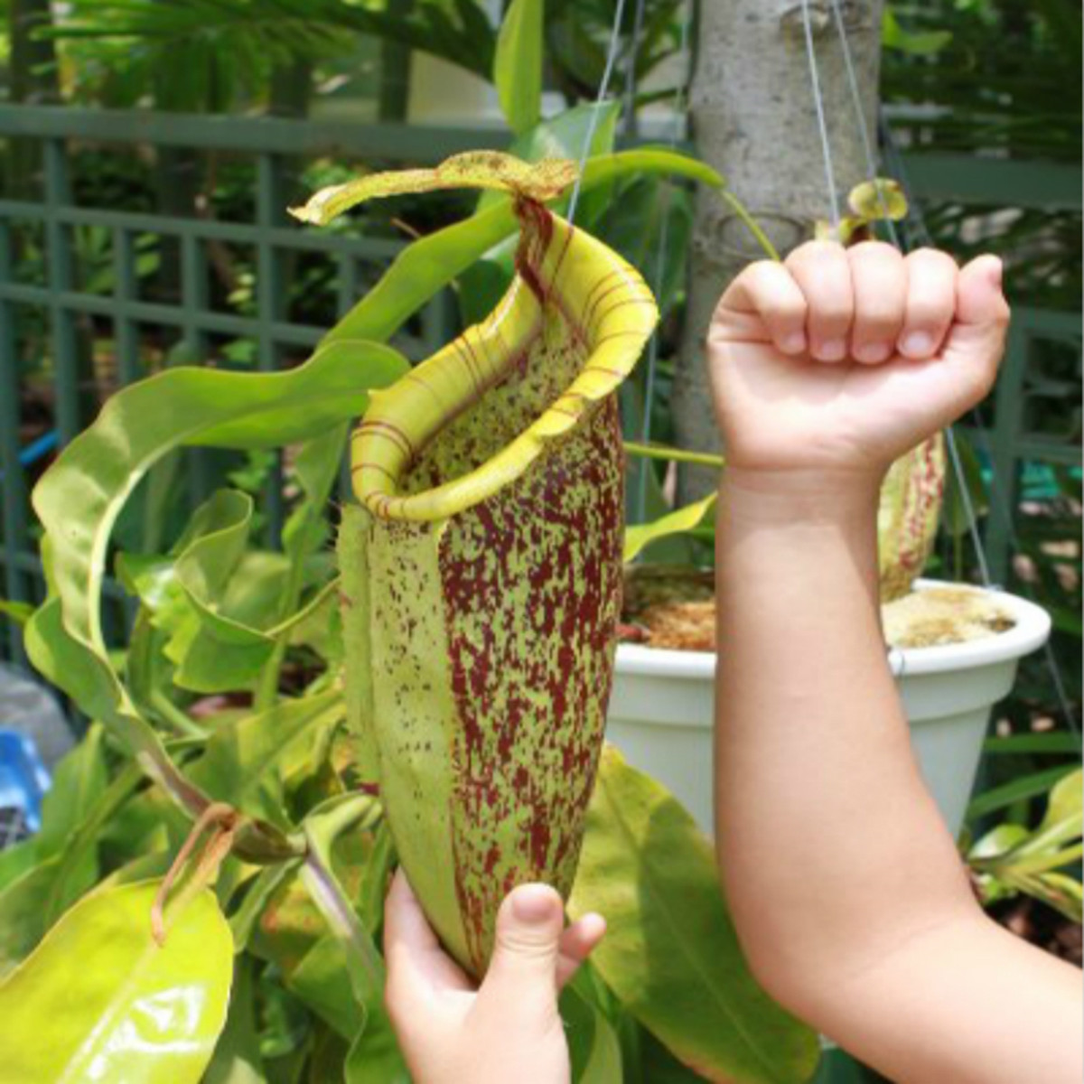 食虫植物-黛瑞安娜猪笼草【小苗 促销包邮 大型猪笼草】 鲜花速递/花卉仿真/绿植园艺 食虫植物 原图主图